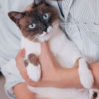 飼い主の腕の中で甘える愛され猫、シャム猫風の毛色の写真