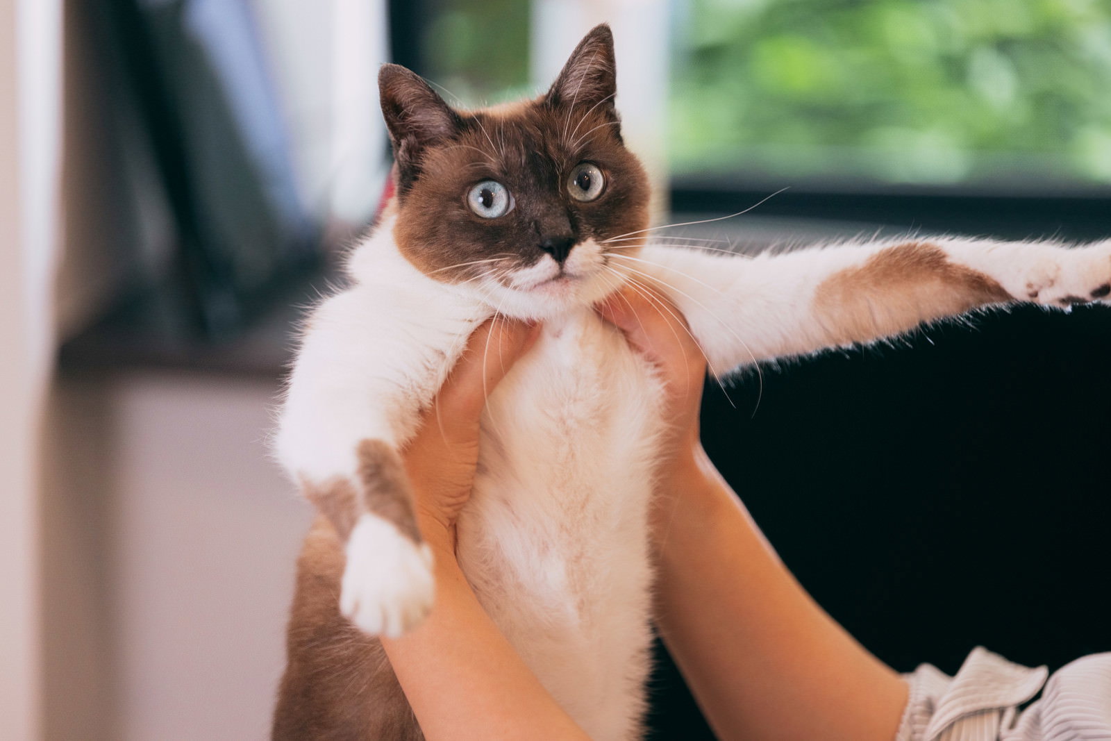 両手で持ち上げられ目を丸くする猫［モデル：プー］