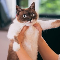 確保されて無防備な猫の写真
