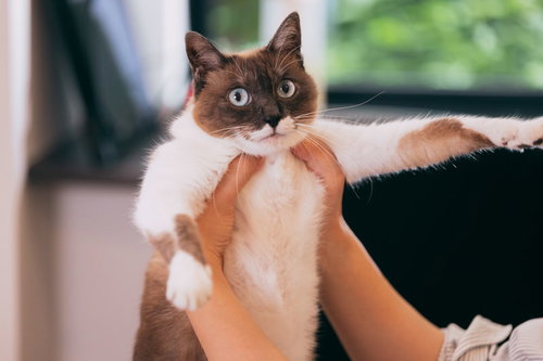 確保されて無防備な猫