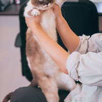 胴がにょーんと伸びる猫を高い高いで持ち上げた瞬間の写真