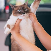 なすがままにゃんこの高い高い～グレー白猫の無防備な抱っこ姿の写真