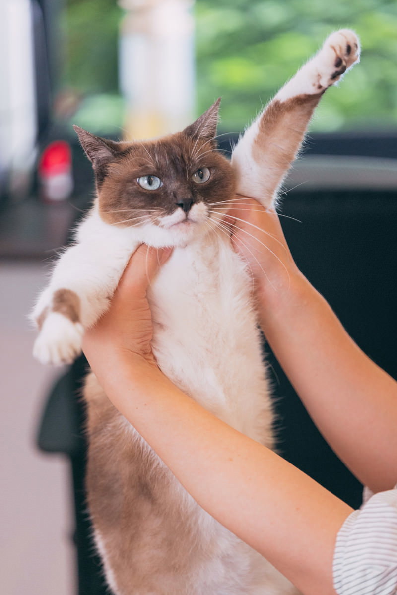 人の手に持ち上げられて両手を上げている猫［モデル：プー］