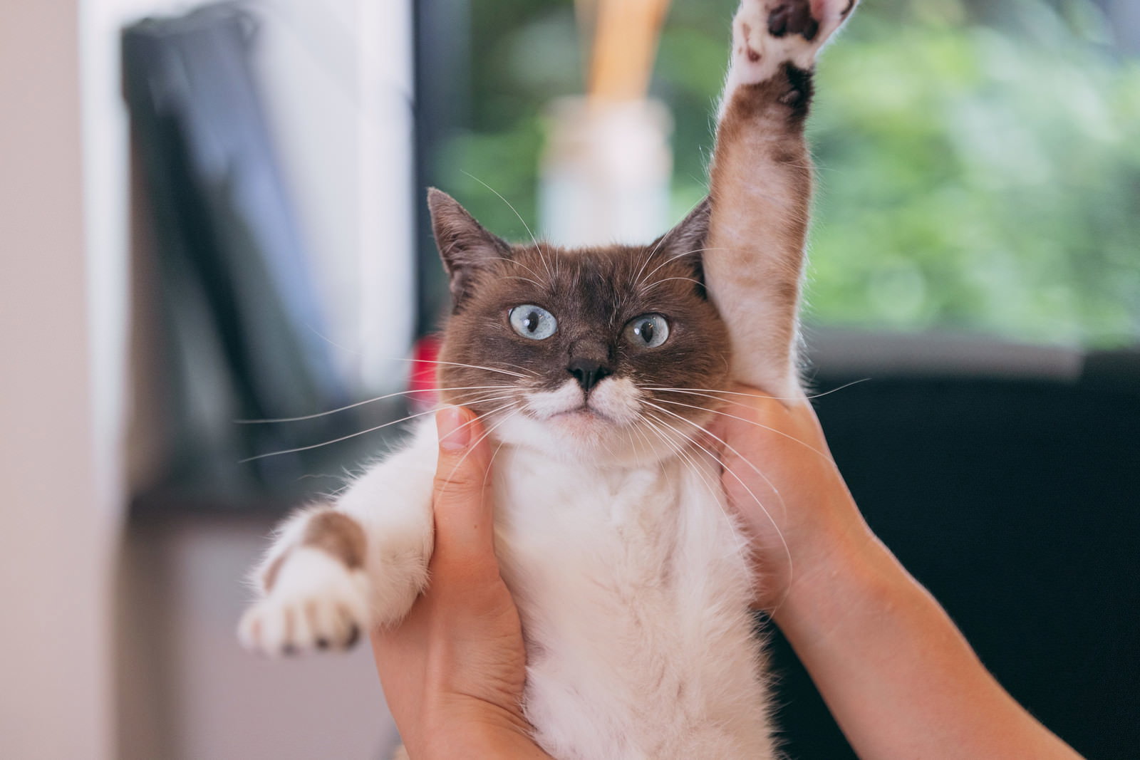飼い主に両手を挙げさせられて目を丸くしている猫［モデル：プー］