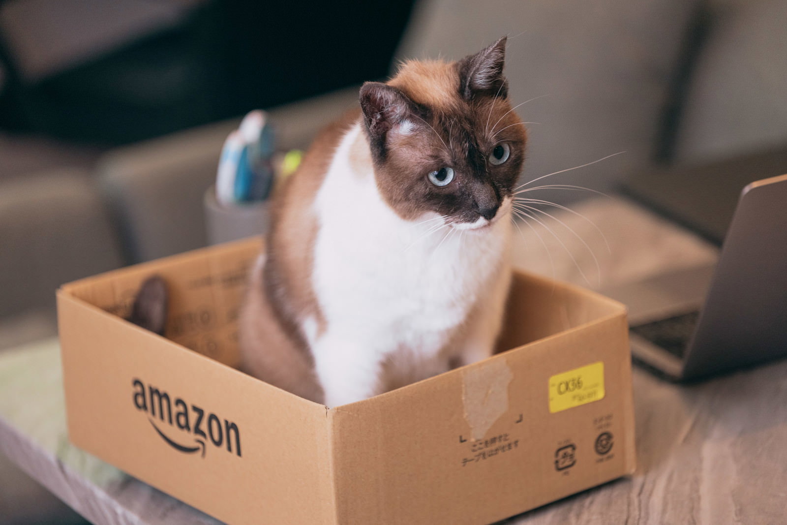 Amazonのダンボール箱に座るシャム系の猫［モデル：プー］