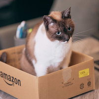 段ボール箱の中でお座りしている茶白の猫のの写真