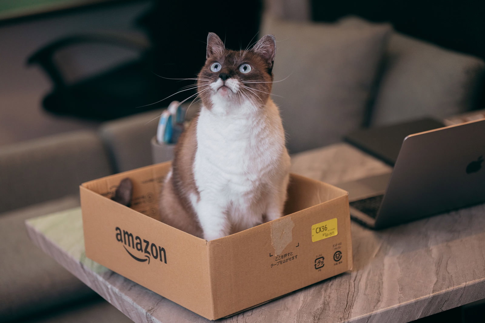段ボール箱の中で上を見上げる猫［モデル：プー］