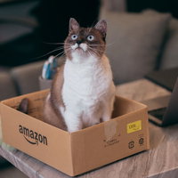 段ボール箱の中できょとんと天井を見上げる猫の写真