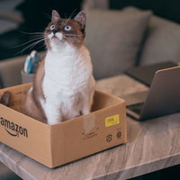 天井を見上げてそわそわする段ボール箱の中の猫の写真