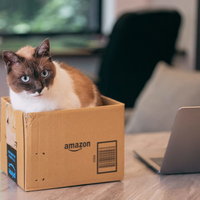 段ボール箱を置くとすぐに入り込む家猫の様子の写真