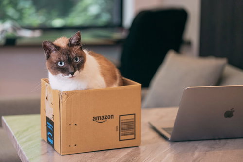 段ボール箱を置くとすぐに入り込む家猫の様子