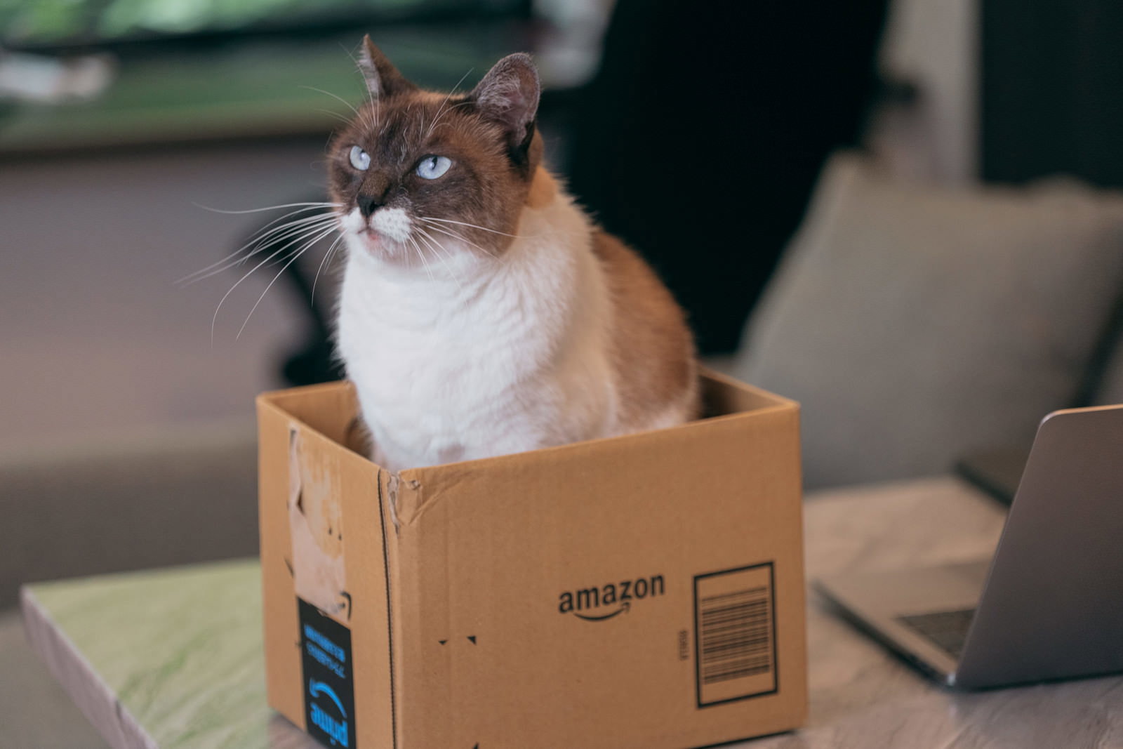 段ボール箱の中に座って不機嫌そうに見上げる茶白の猫［モデル：プー］