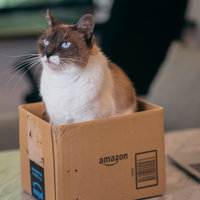 段ボール箱の中で不満げな表情で見上げる猫の写真