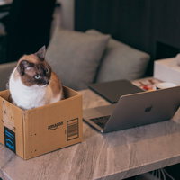 卓上の段ボールの中に居座る猫とデスク周りのPCの写真