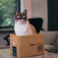 段ボール箱の中でキョトンとお座りする茶白の猫の写真