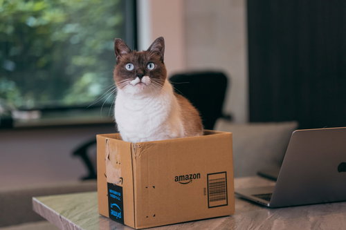 段ボール箱の中でキョトンとお座りする茶白の猫