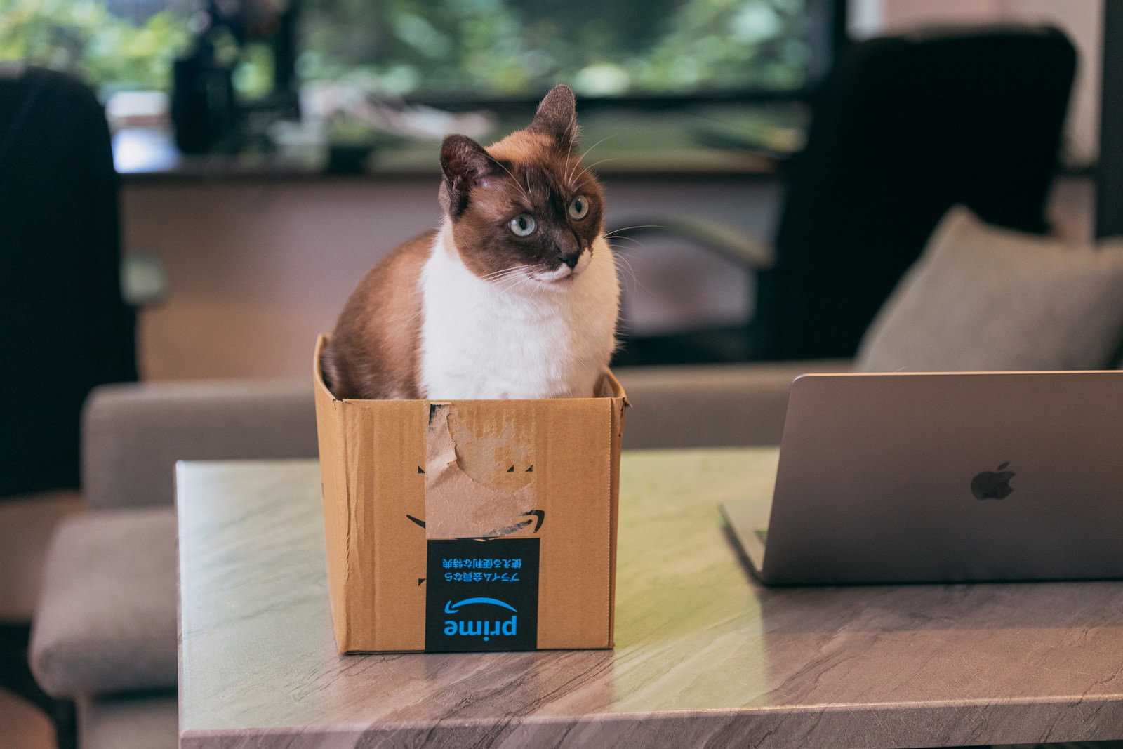 Amazon段ボールの中に座る茶白猫［モデル：プー］