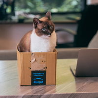 飼い主を待つ段ボール箱の中の猫の写真
