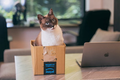 ダンボール箱に入ってくる目を丸くした猫の表情