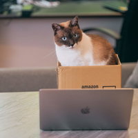 ダンボールの中からノートパソコンを覗き込む猫の写真