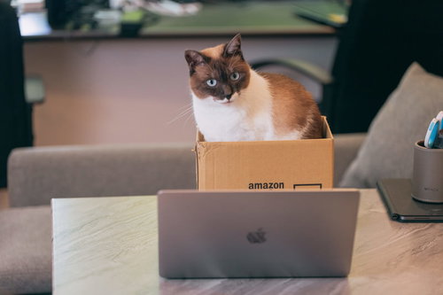 ダンボールの中からノートパソコンを覗き込む猫