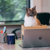 ノートパソコンを覗き込む段ボール箱の中の猫の写真