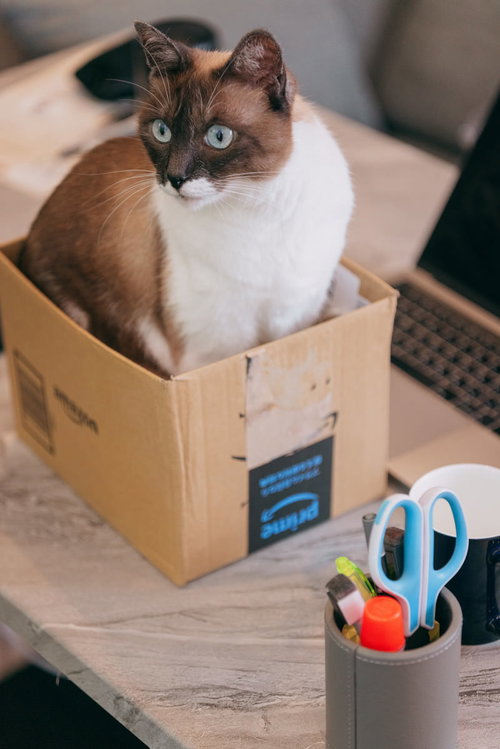 段ボール箱の中で脇見するきょとんとした表情のニャンコ