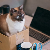 新卒の猫さんのデスクまわり、段ボール箱できょとんの写真