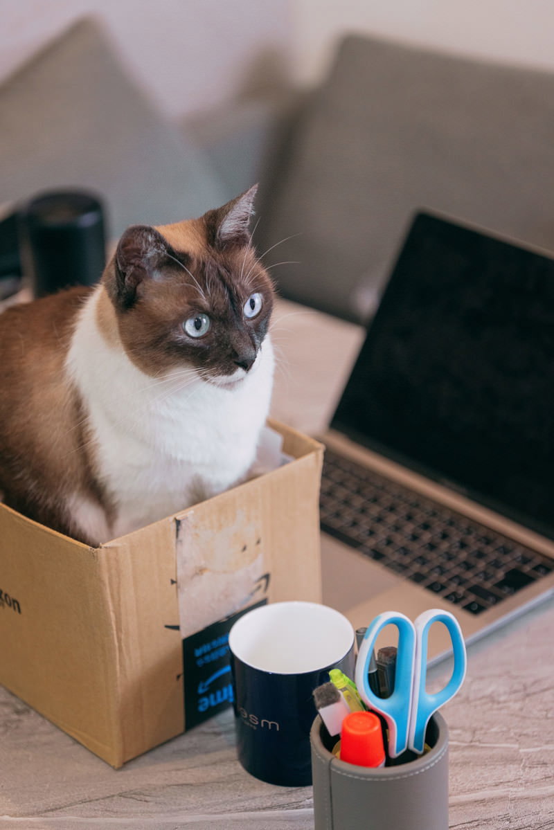 段ボール箱に入ってきょとんとした表情でこちらを見つめる猫［モデル：プー］