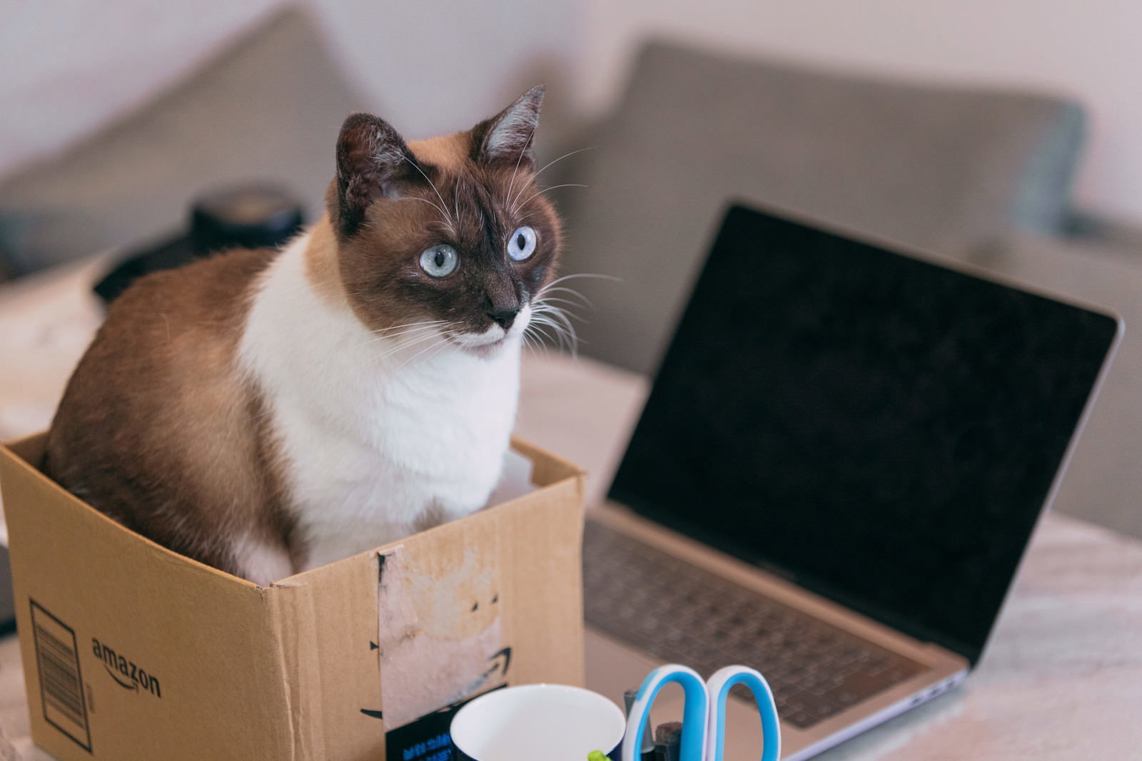 段ボール箱の中からきょとんとした表情で見つめるシャム風の猫［モデル：プー］