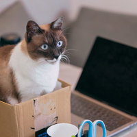 ノートパソコン横の段ボール箱にステイするきょとんとした猫の写真