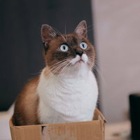 最後まで食い入る視線の猫、目を丸くして驚くの写真
