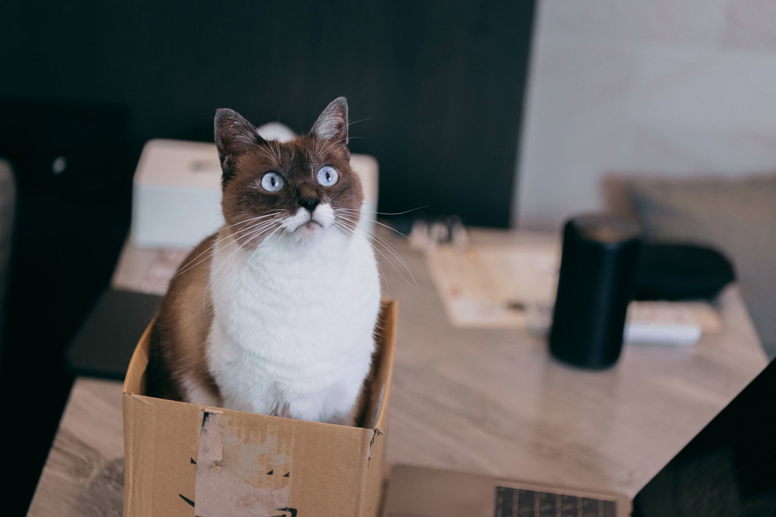 段ボール箱に入って驚いた表情を見せる茶白の猫［モデル：プー］