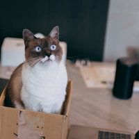 自己啓発セミナーに参加中の段ボール箱入り猫がフリーズの写真