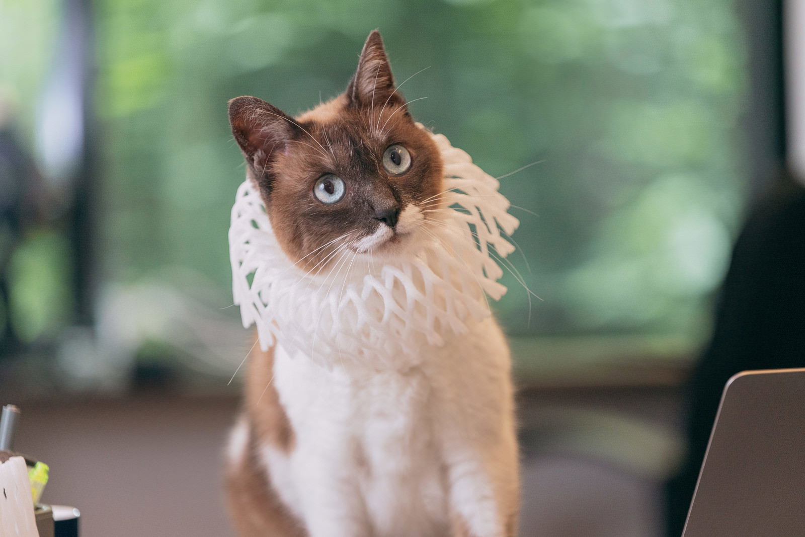フルーツキャップを頭に被って目を丸くした表情の白茶色の猫［モデル：プー］