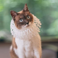 フルーツキャップに頭を入れてキョトンとする猫の写真