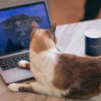 タッチパッドに手を置いてくつろぐ猫の写真