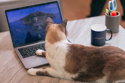 タッチパッドに手を置いてくつろぐ猫