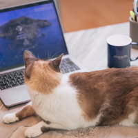 寝落ちしてデスクで伏せる茶白猫、ノートパソコン横の写真