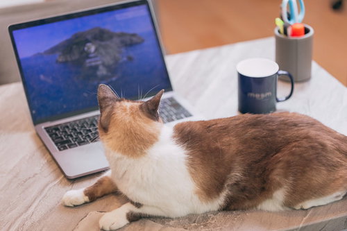 寝落ちしてデスクで伏せる茶白猫、ノートパソコン横