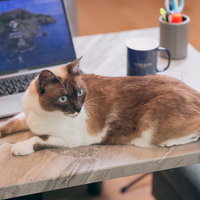 デスクの上で驚いて振り返る伏せの茶白い猫の写真