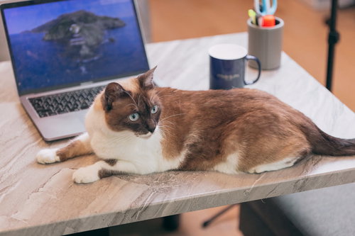 デスクの上で驚いて振り返る伏せの茶白い猫