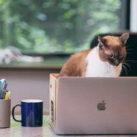 「業務中は話しかけないでもらえますか」っという様子の猫の写真