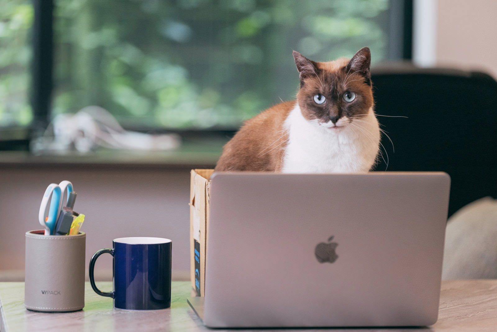 ノートパソコンの奥から大きな目でこちらを凝視する茶白の猫［モデル：プー］