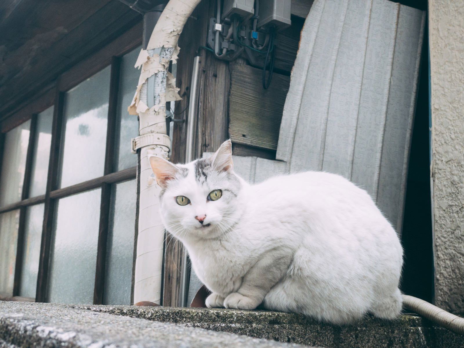 コンクリートの階段に座って振り返る白い猫
