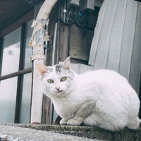 餌をチラつかせやがって 許さんぞ！（猫）の写真