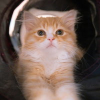 丸い穴に収まった茶白の子猫の可愛らしい表情の写真