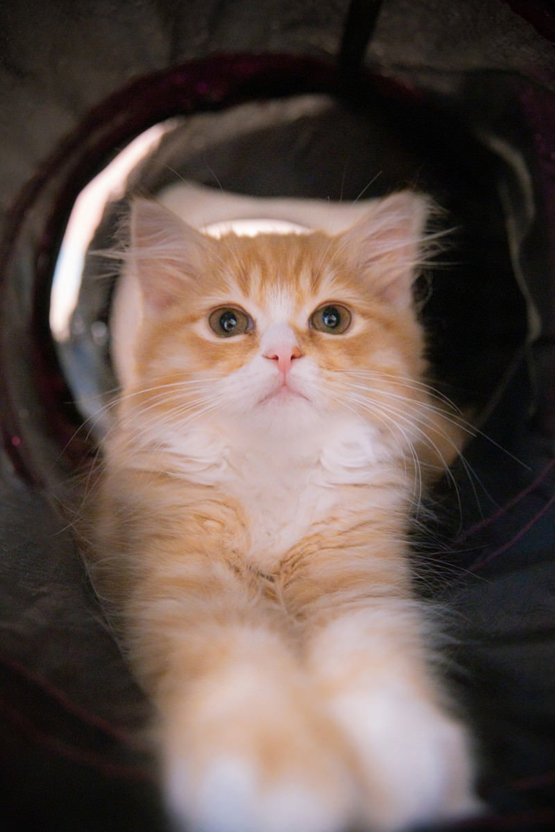 丸い穴の中に収まって見つめる茶白色の子猫