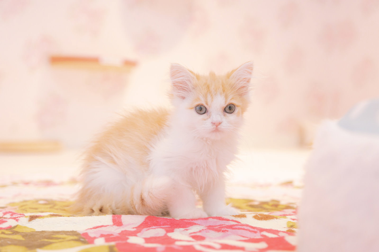 白茶の毛色をした生まれたばかりの子猫がタオルの上に座っている