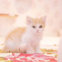 生まれて1ヶ月の白茶の子猫のふわふわの写真